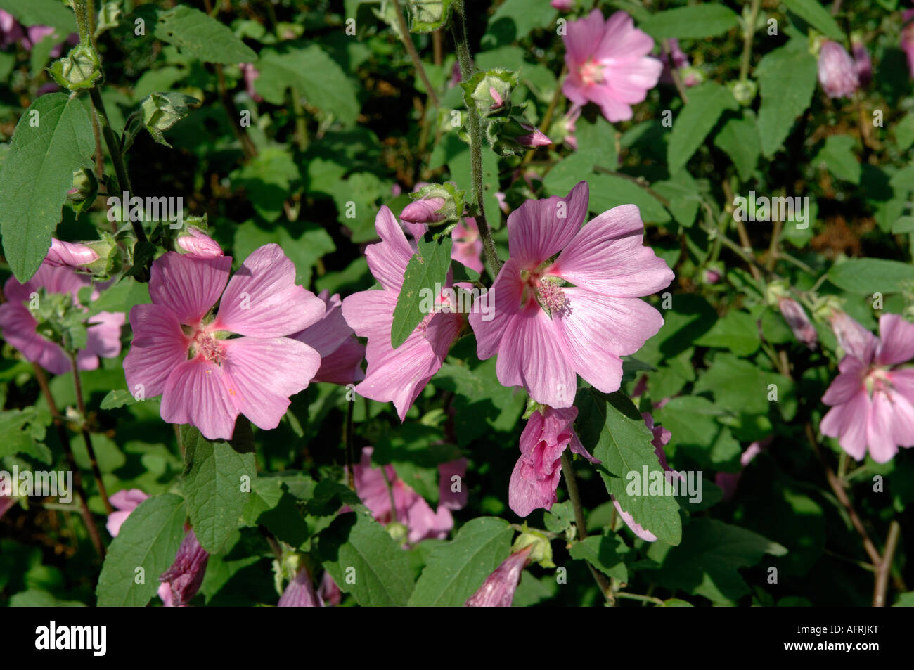 Lavatera olbia rosea flowers and leaves in mid summer Devon Stock Photo