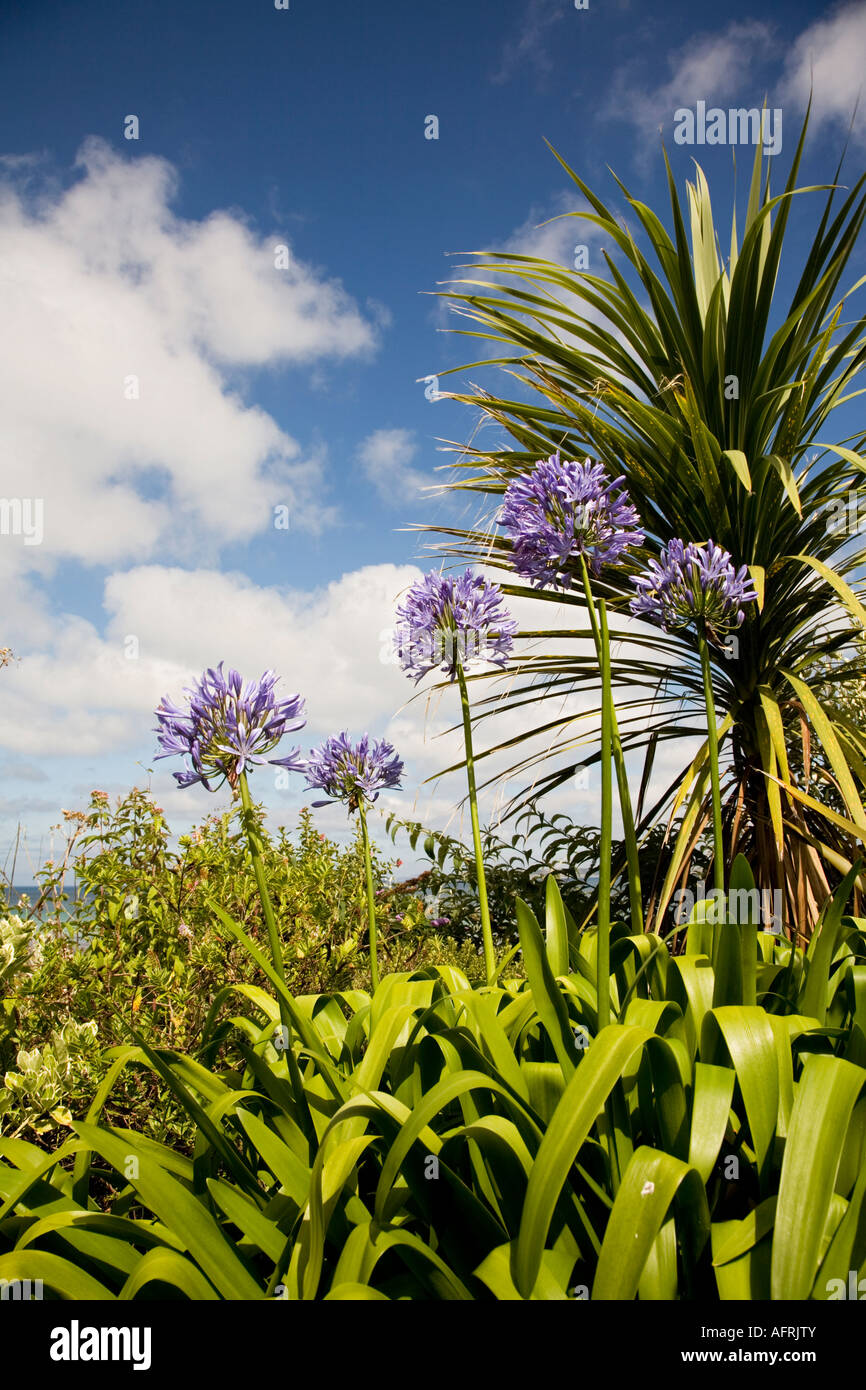 Agapanthus flowers blooming against cloudy sky Stock Photo