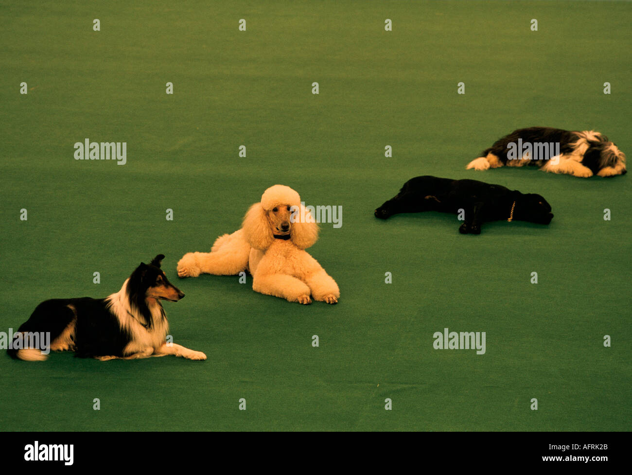 Obedience Competition at Crufts Dog Show 1991 National exhibition Centre Birmingham 1990s UK HOMER SYKES Stock Photo