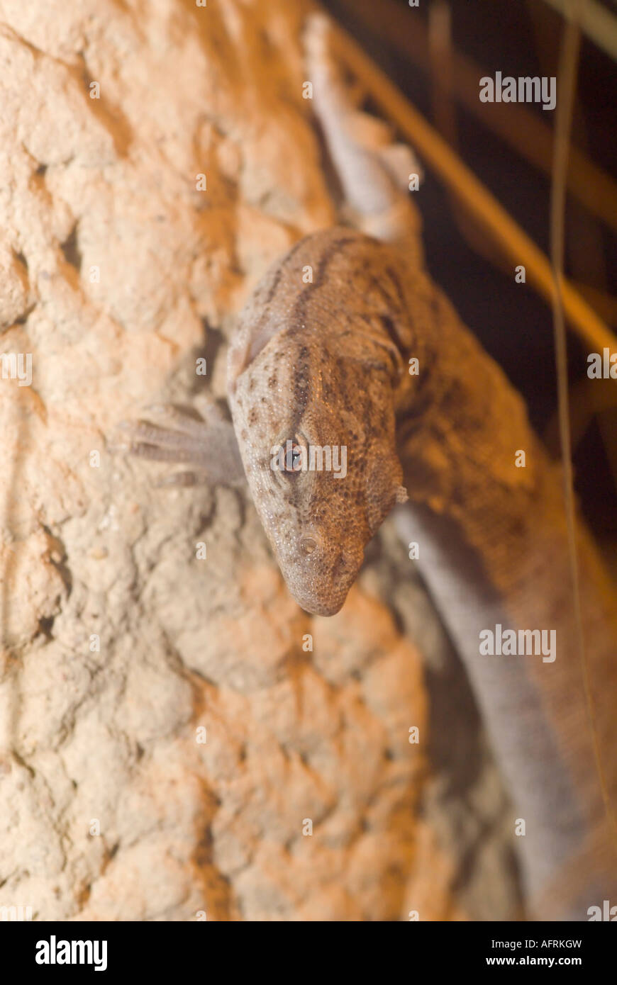 Storr's monitor lizard, Varanus storri Stock Photo