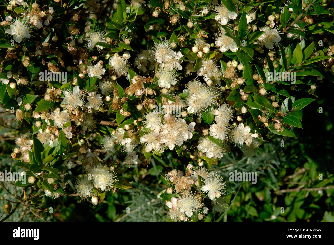 Myrtle Myrtus communis shrub in full flower but beginning to fade Stock Photo