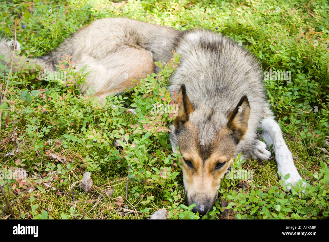 resting in the whortleberry purebred siberian husky laika Stock Photo