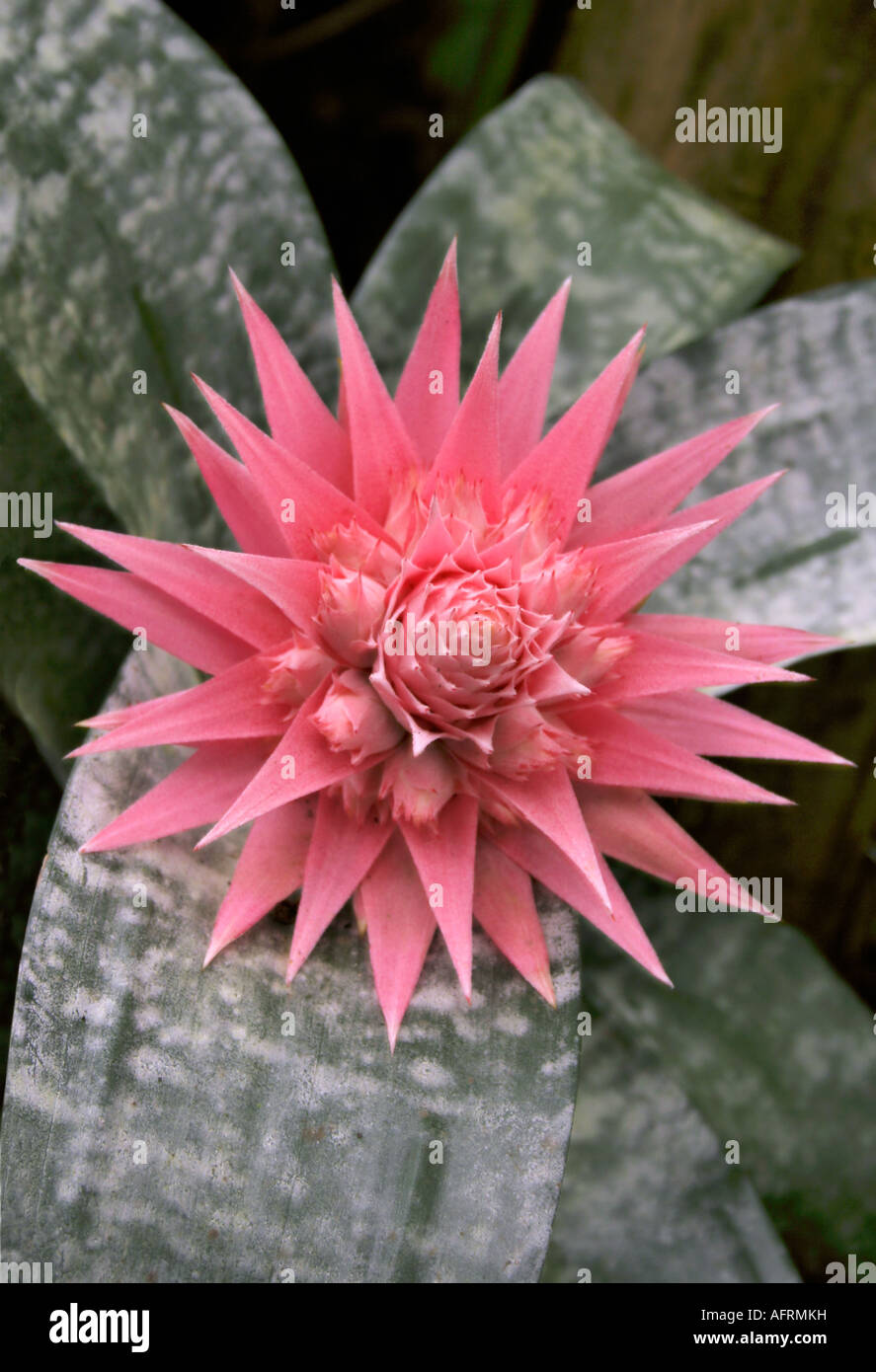 Exotic Tropical Spiny Flowering Plant -Aechmea fasciata Bromeliad Stock Photo