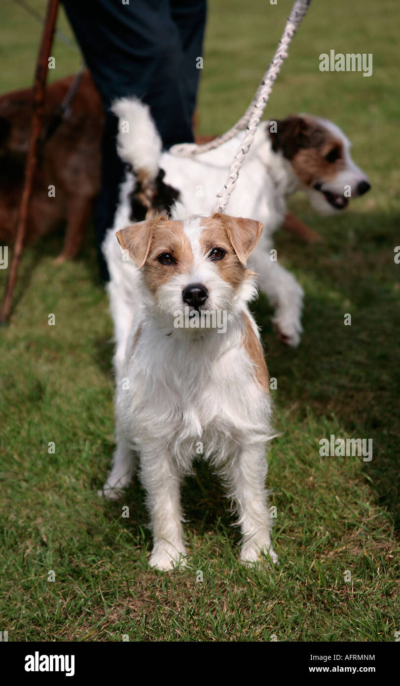 Rough jack russell terrier hires stock photography and images Alamy