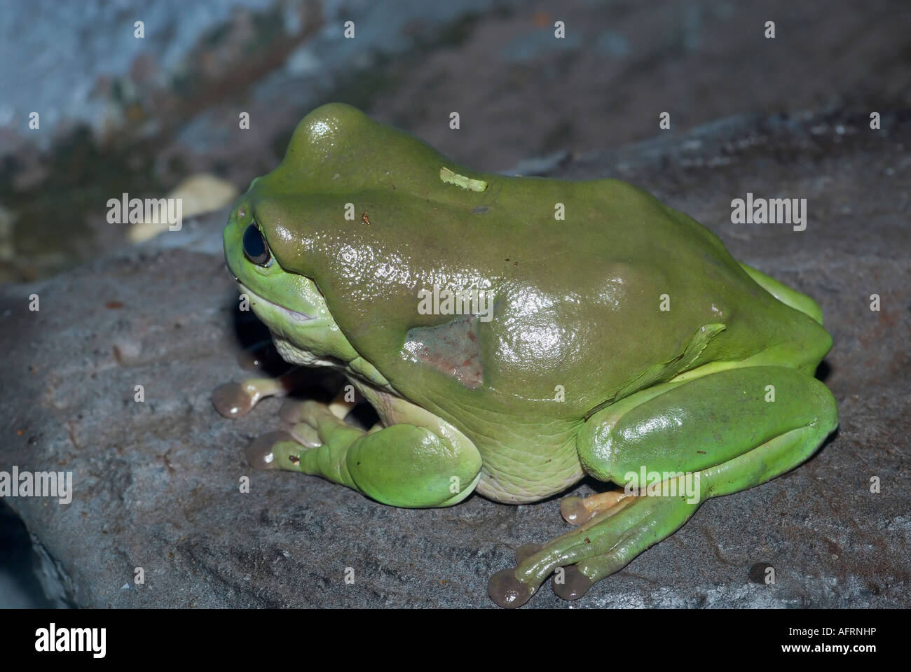 Green Tree Frog, Queensland, Australia Stock Photo Alamy