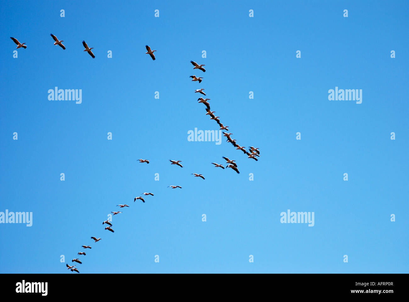 White Pelicans flying in formation as they soar looking for a thermal Lake Nakuru National Park Kenya Stock Photo