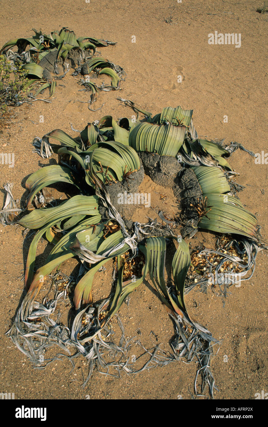 Namibia, Skeleton Coast (Welwitschia mirabilis) Ancient endemic plant Stock Photo