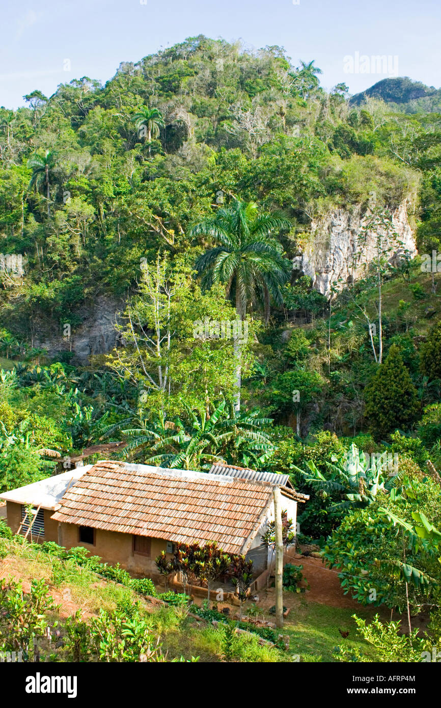 Rural homestead on the outskirts of Topes de Collantes, in the Sirrea del Escambray, Cuba Stock Photo