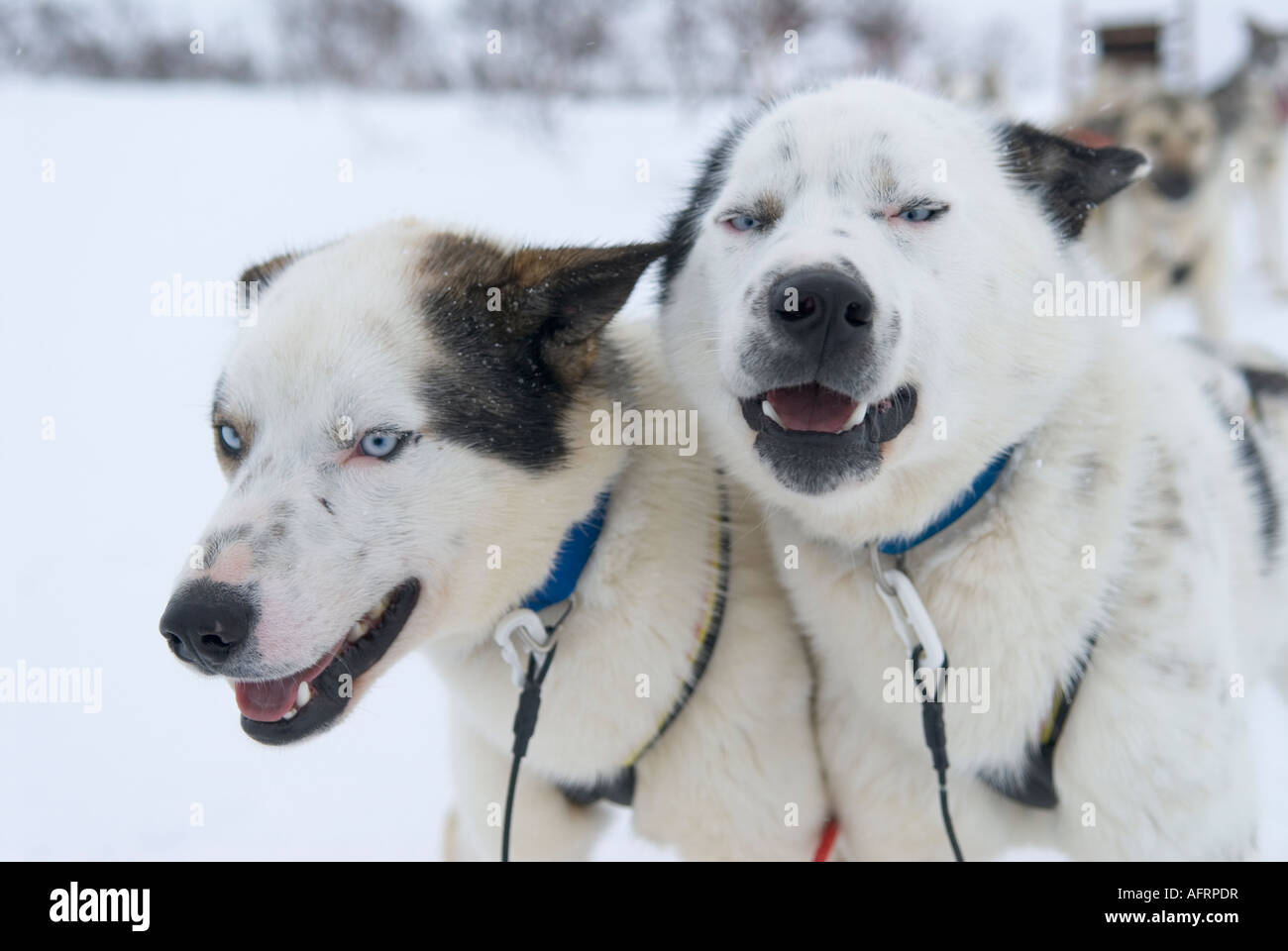 Sledgedog hi-res stock photography and images - Alamy