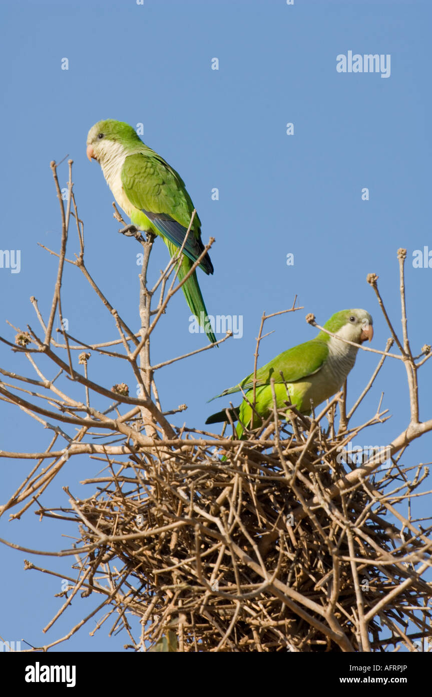 Monk Parakeets Myiopsitta monachus Pantanal Brazil Stock Photo Alamy