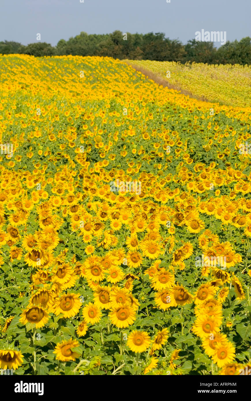 Field of sunflowers Tuscany Italy Stock Photo - Alamy