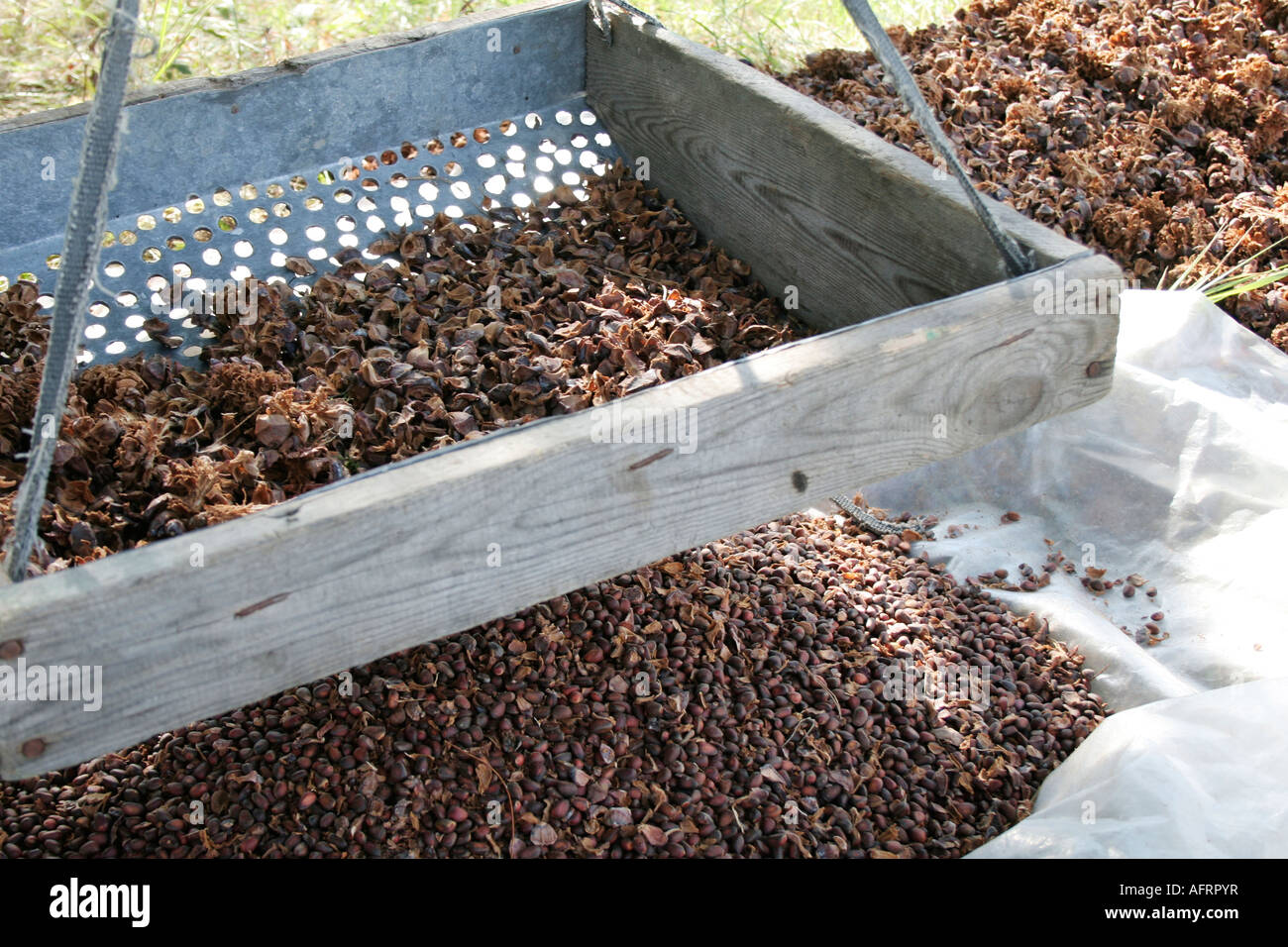 nuts separation from ground siberian cedar cones. Size of nuts like coffee beans. Very tasty nuts Stock Photo