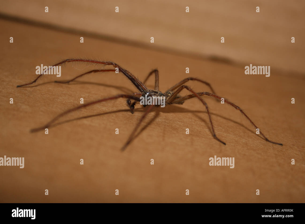 House Spider Tegenaria duellica spider on wall Stock Photo