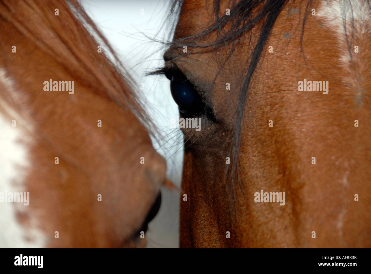 Close up of two horses looking at each other Stock Photo - Alamy