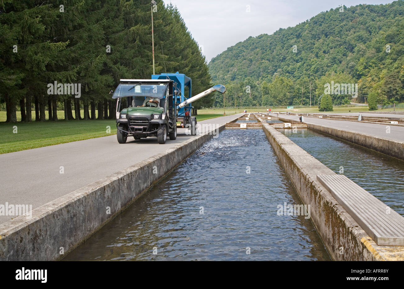 Feeding Fish at Fish Hatchery Stock Photo Alamy