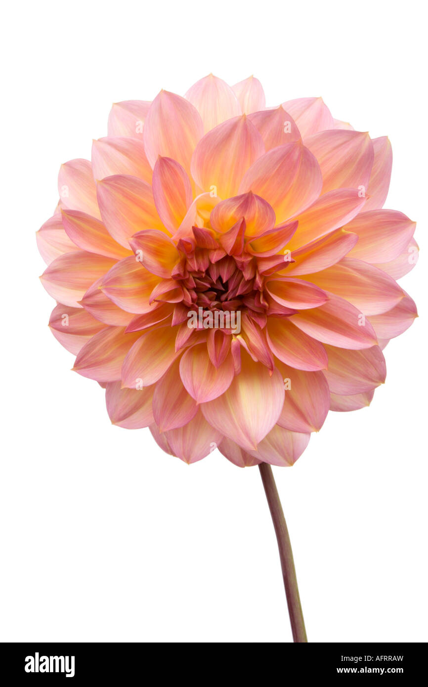 Beautiful Pink dahlia Isolated On White Stock Photo - Alamy
