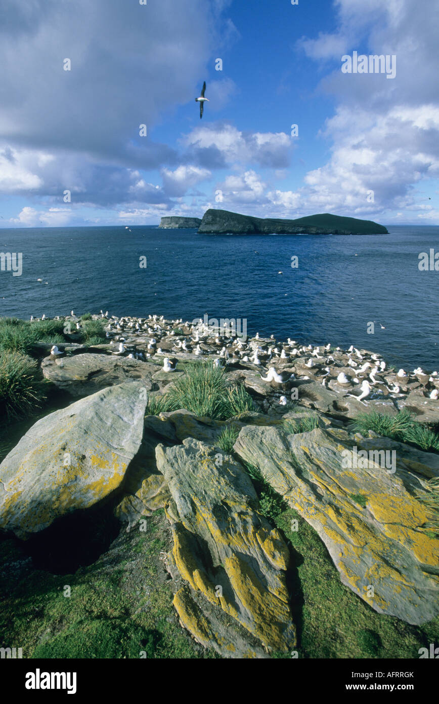 Falkland Islands, New Island, Coastline with nesting Black browed albatrosses Stock Photo