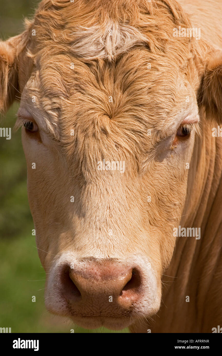 Close-up of cow face,Scotland,UK Stock Photo