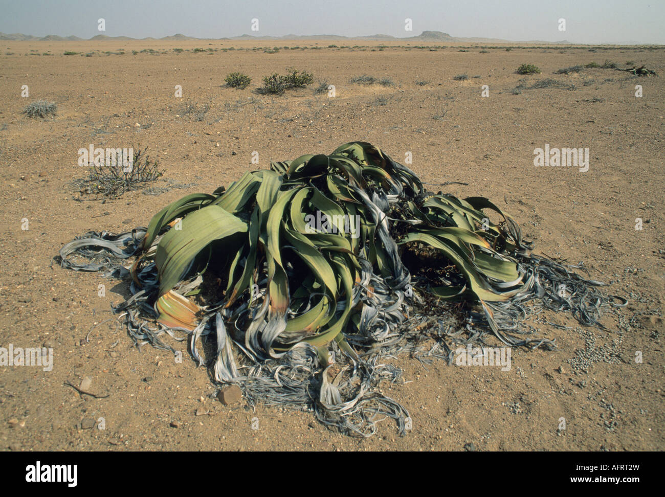 Namibia, Skeleton Coast (Welwitschia mirabilis) Ancient endemic plant Stock Photo