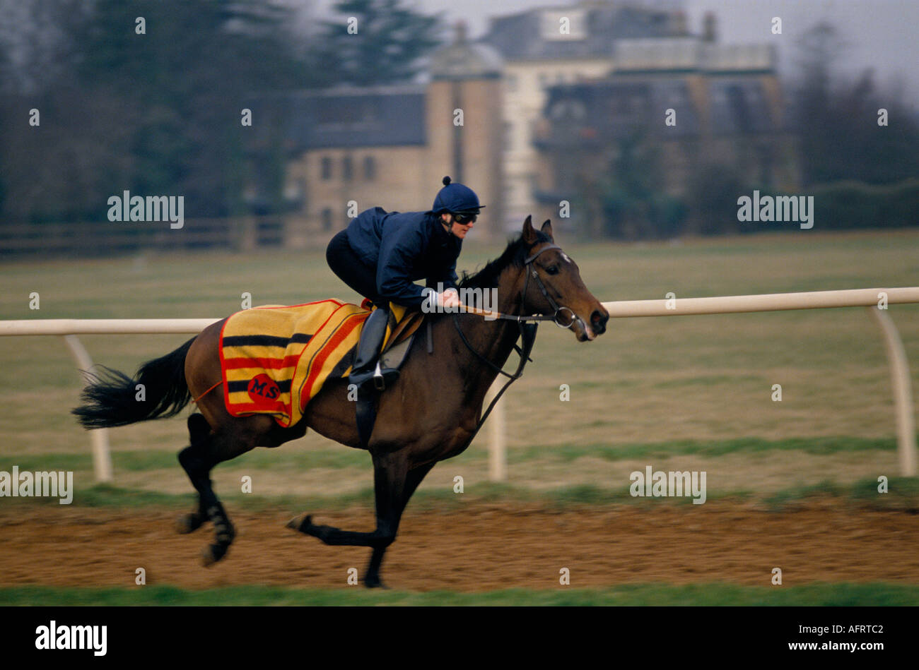 Jockey and thoroughbred race horse from Sir Michael Stoutes Yard, morning gallops on Warren Hill, Newmarket Heath, Suffolk 1990s 1993 UK  HOMER SYKES. Stock Photo