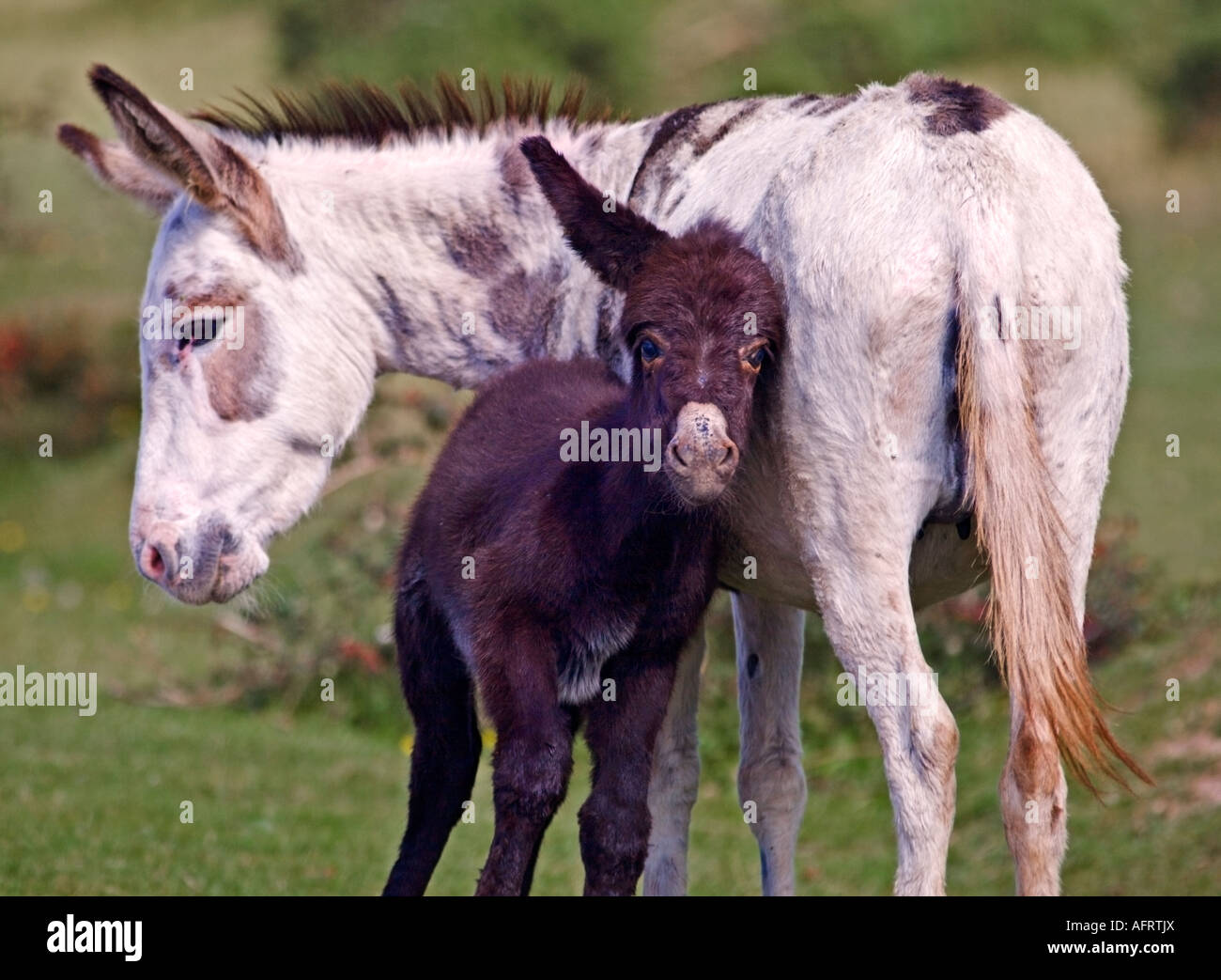 Donkey Foal and Mother, New Forest, Hamsphire, England Stock Photo