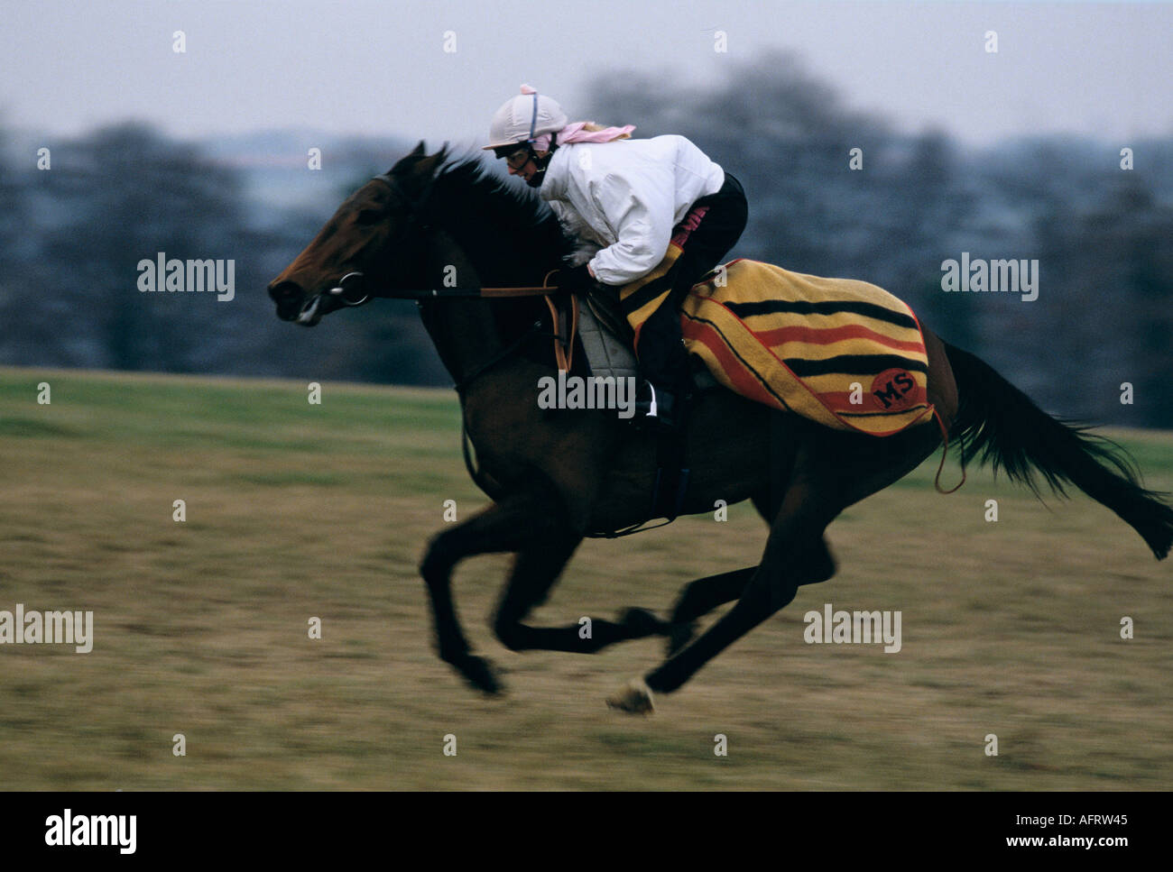 Jockey and thoroughbred race horse from Sir Michael Stoutes Yard, morning gallops on Warren Hill, Newmarket Heath, Suffolk 1990s 1993 UK  HOMER SYKES. Stock Photo