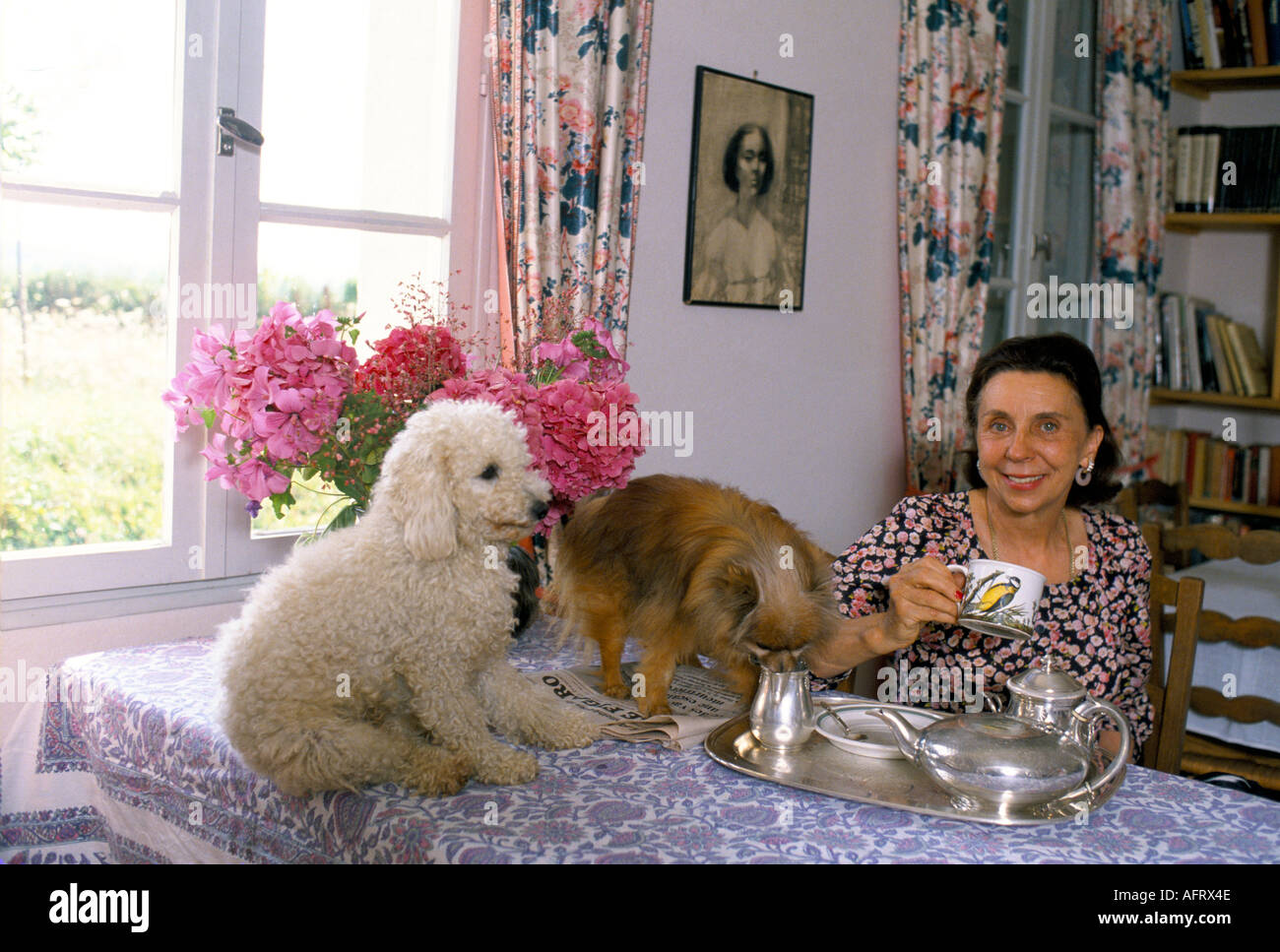 Her Serene Highness Elisabeth de Croy, with her many dogs at home in France 1990s. She founded the Refuge de Thiernay animal welfare HOMER SYKES Stock Photo
