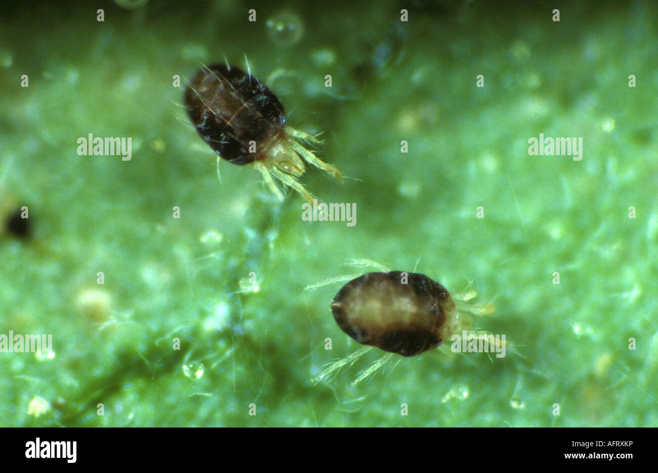 Carmine spider mites Tetranychus cinnabarinus on a damaged leaf surface Stock Photo