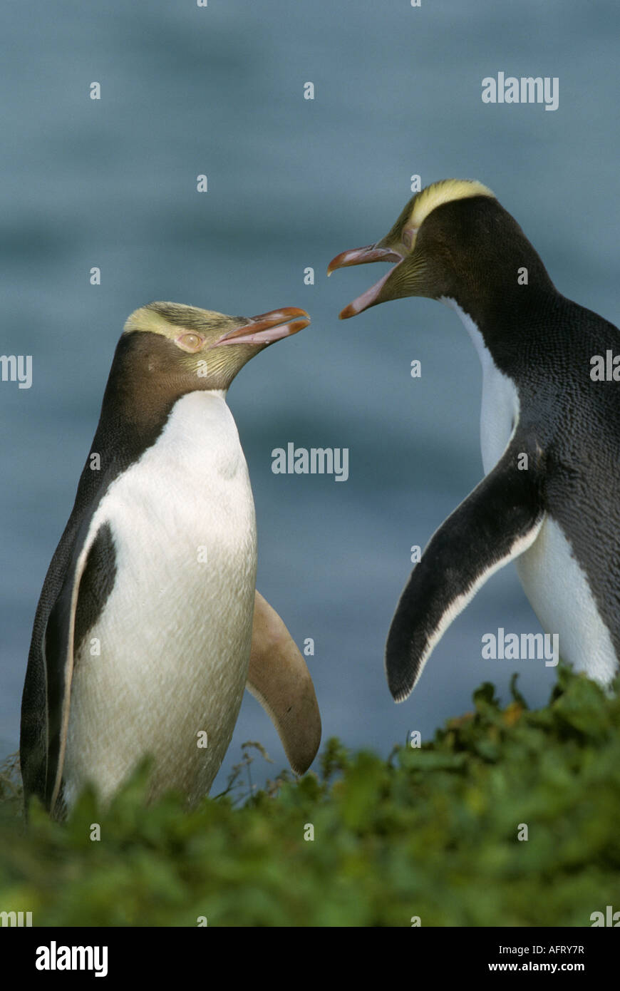 Yellow-Eyed Penguin (Megadyptes antipodes) Enderby Island,  Auckland Islands,  New Zealand Stock Photo