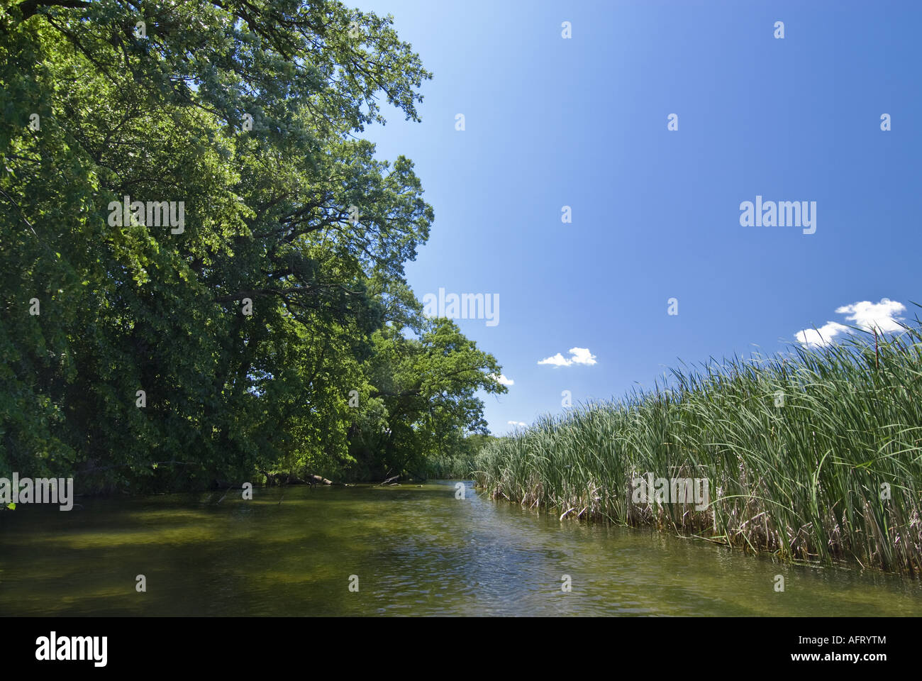 Otter Tail River flows peacefully between wetland and forest Perham