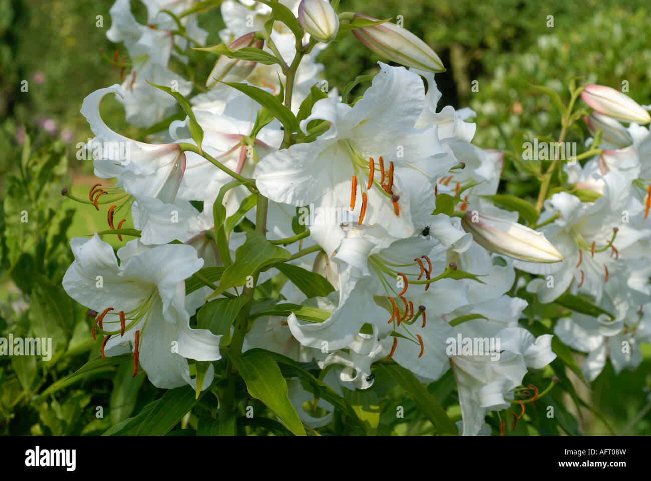 Regal lily Lilium regale in white flower with flower buds