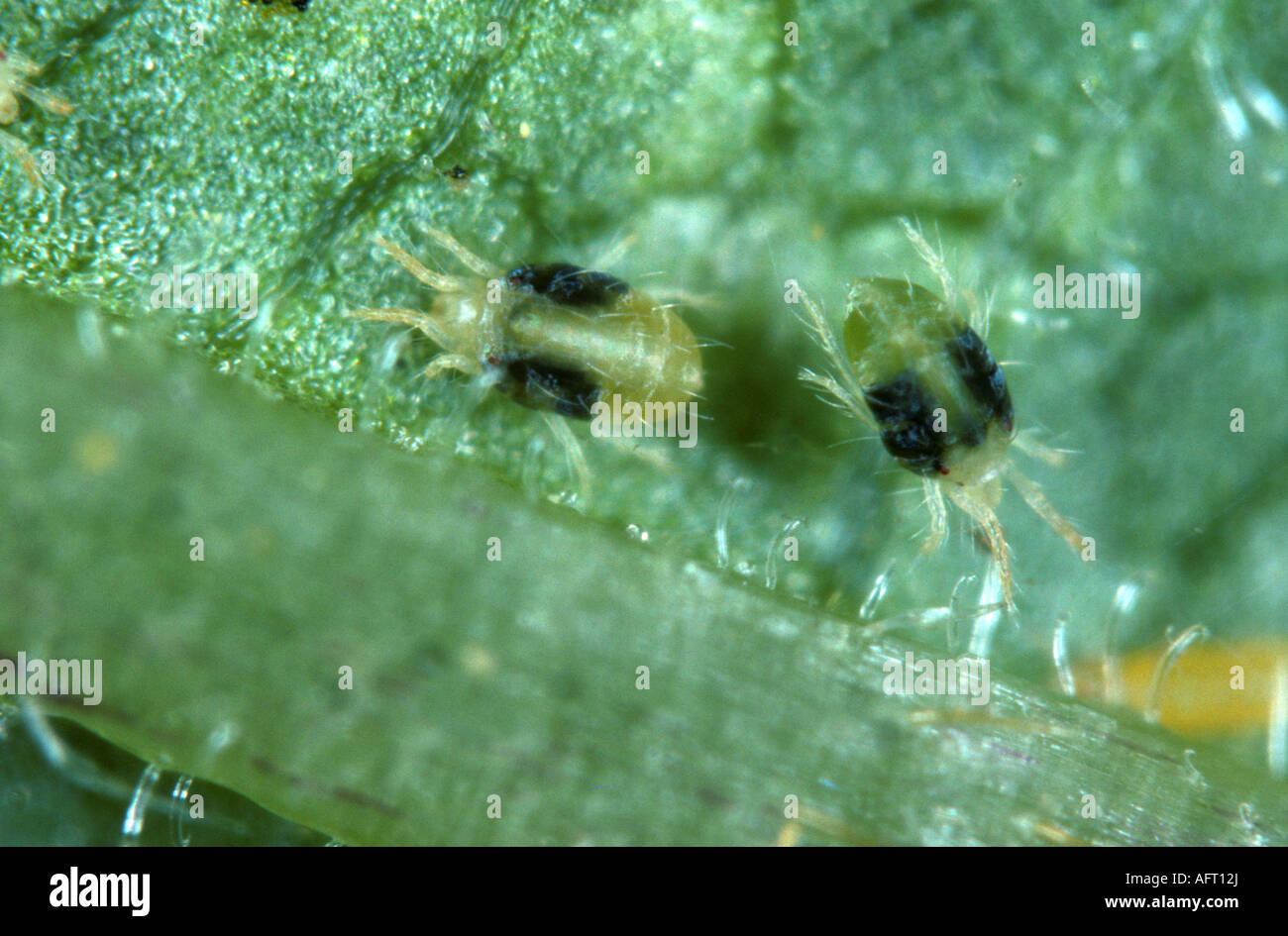 Glasshouse Red Spider Mite Tetranychus Hi Res Stock Photography And Images Alamy