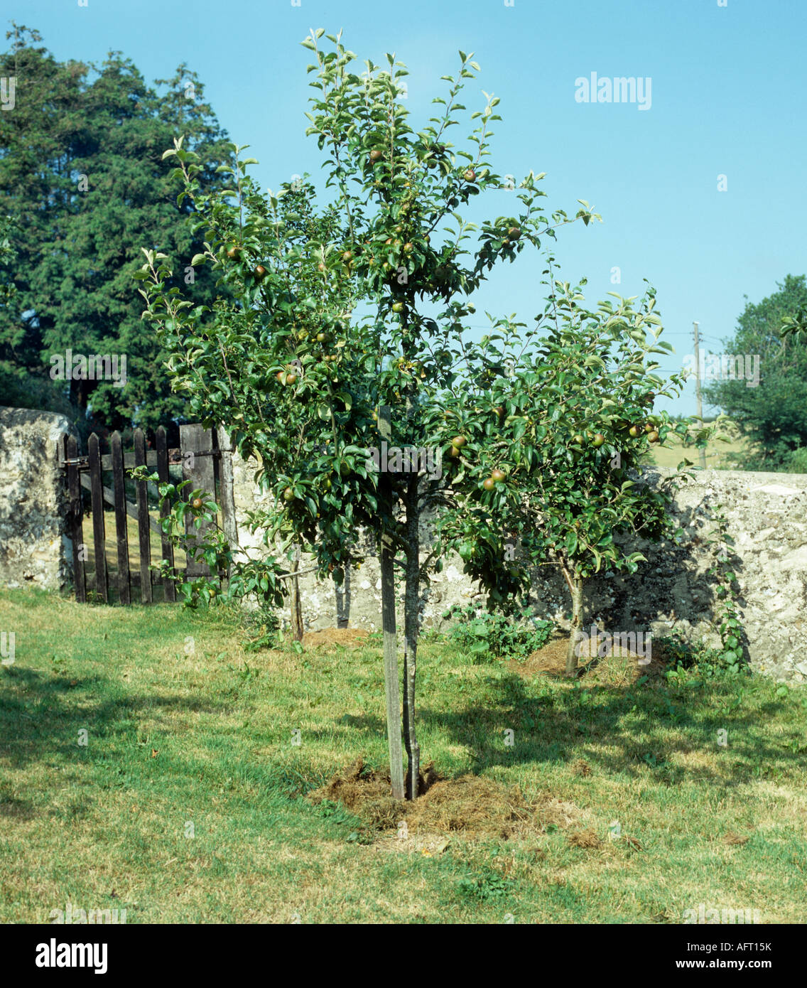 Young apple tree mulched with grass cuttings in walled domestic orchard