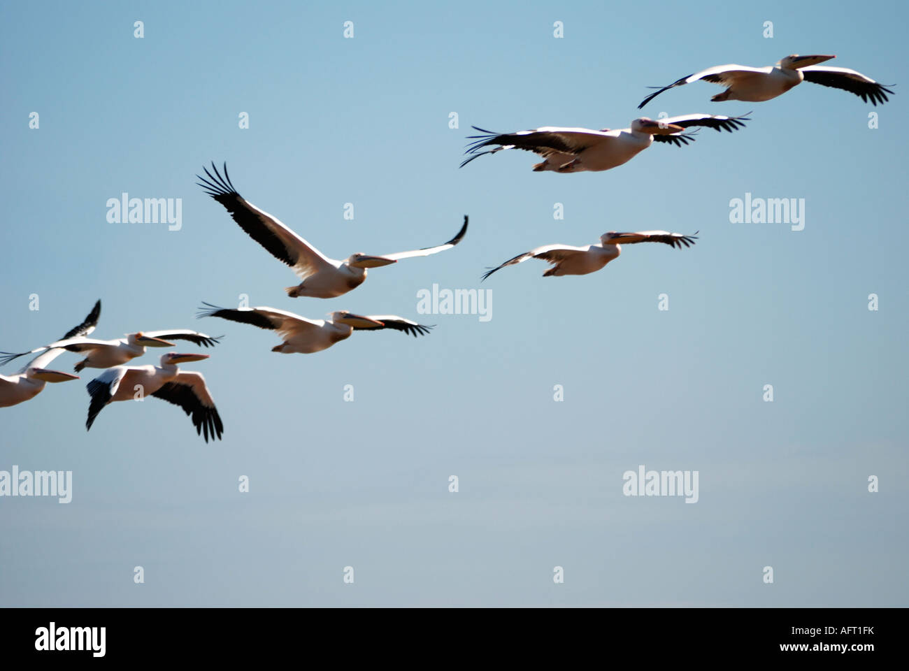 White Pelican flying in formation as they soar looking for a thermal Lake Nakuru National Park Kenya Stock Photo