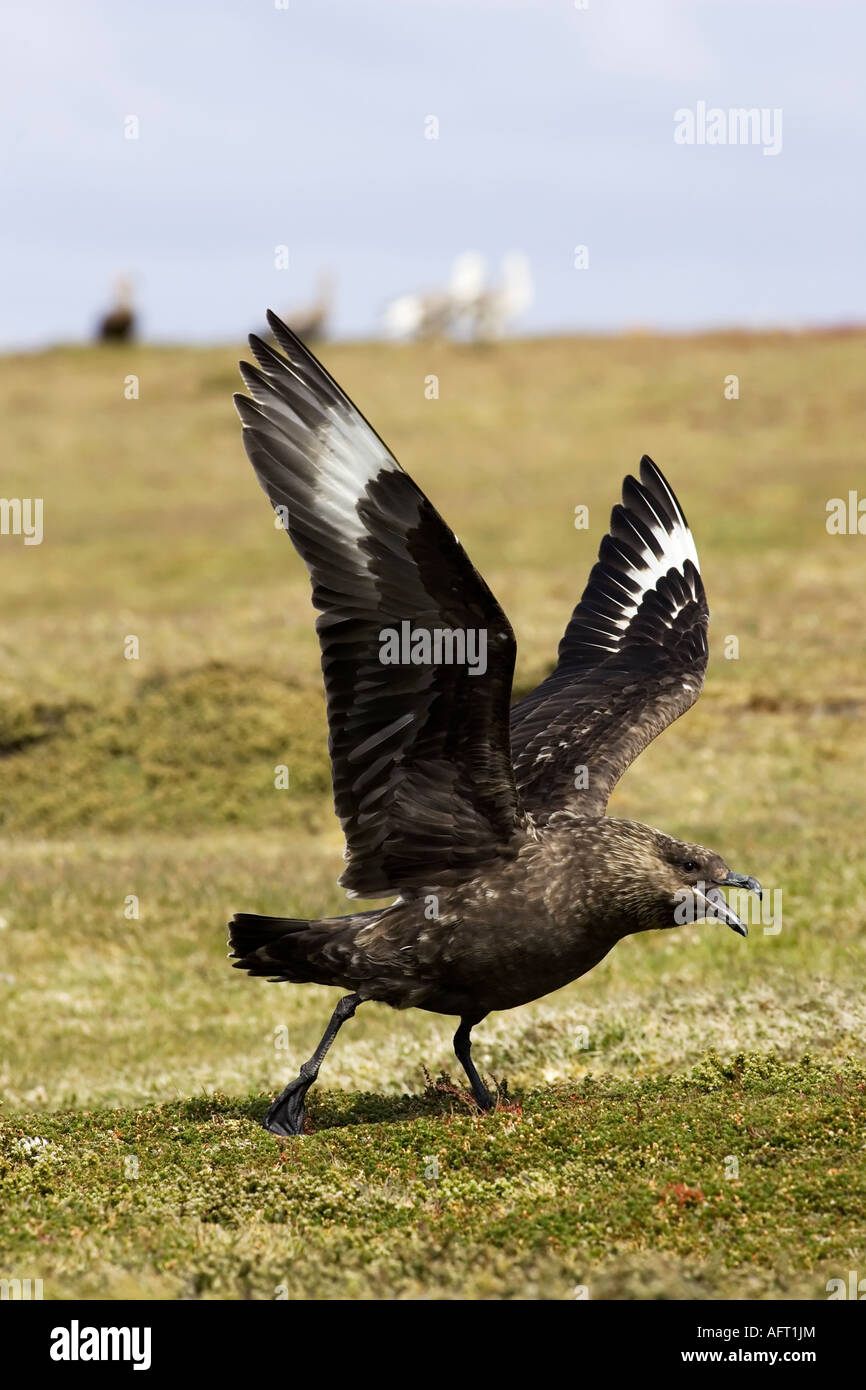 An adult Falkland Skua aggresive posture defending nest site Stock Photo