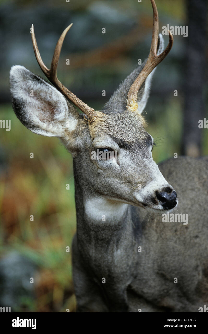 Ungulaten High Resolution Stock Photography And Images Alamy