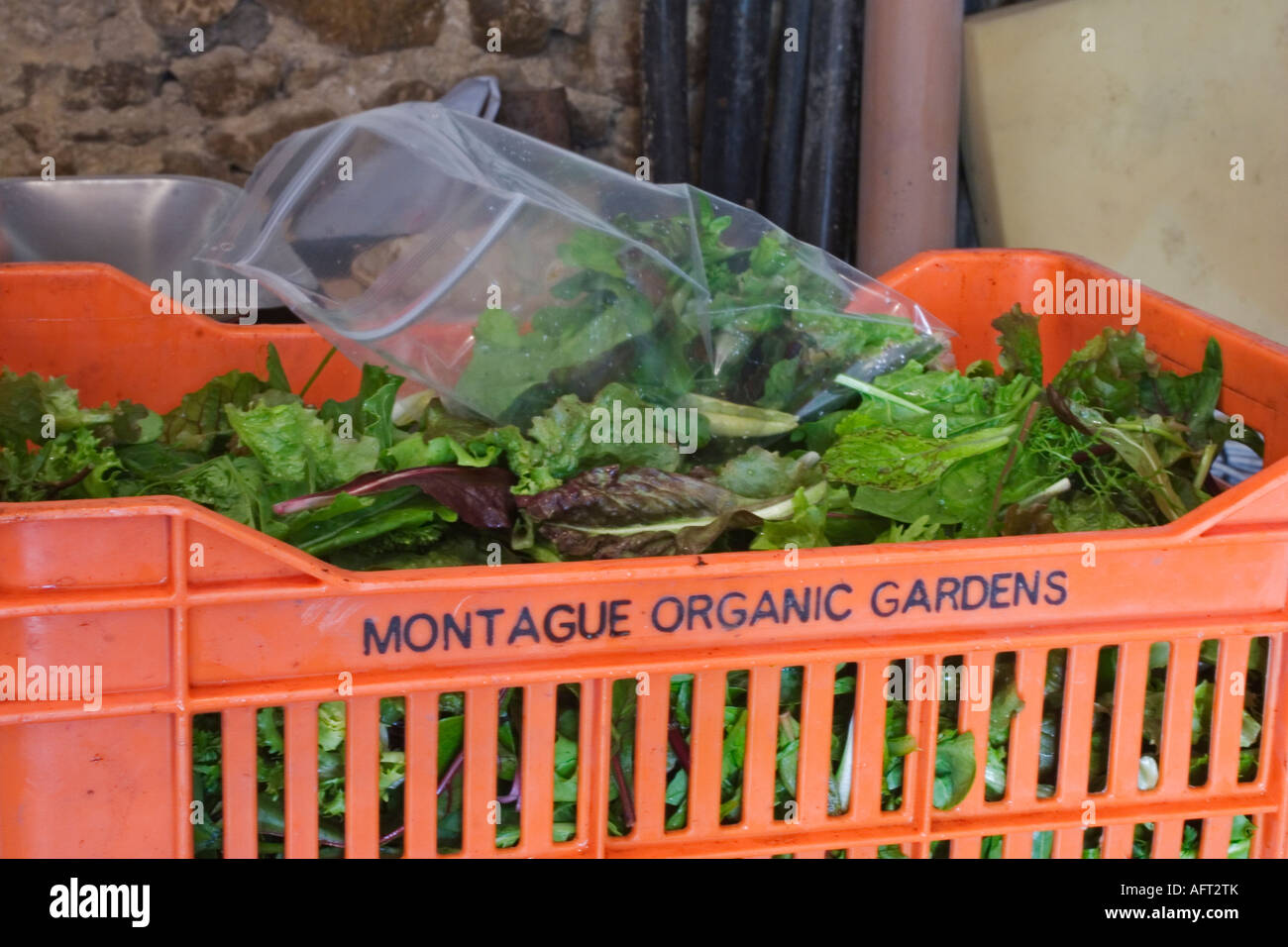 SALADS READY FOR PACKING AT MONTAGUE ORGANIC GARDEN SOMERSET OWNED BY