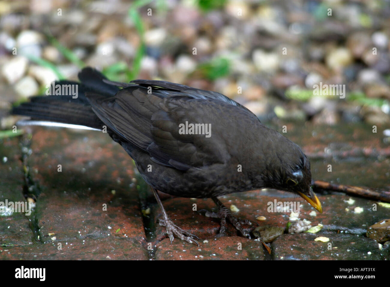 Albino Blackbird High Resolution Stock Photography and Images - Alamy