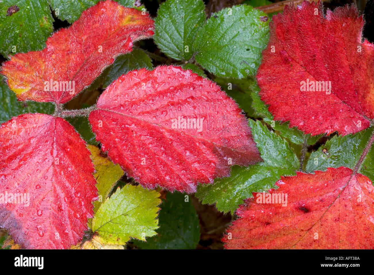 Bramble Leaves Autumn Herts UK Stock Photo