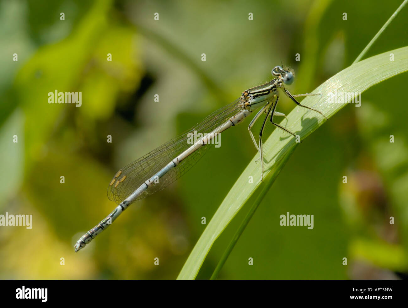 White Legged Damselfly Platycnemis pennipes Stock Photo - Alamy