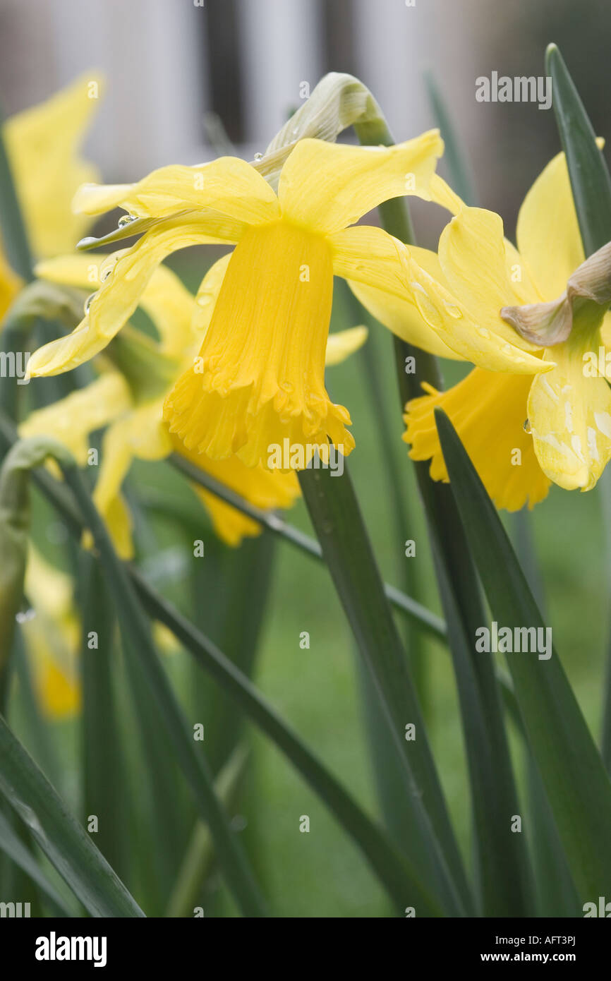 NATURALISED NARCISSUS (DAFFODILS) IN A LAWN Stock Photo