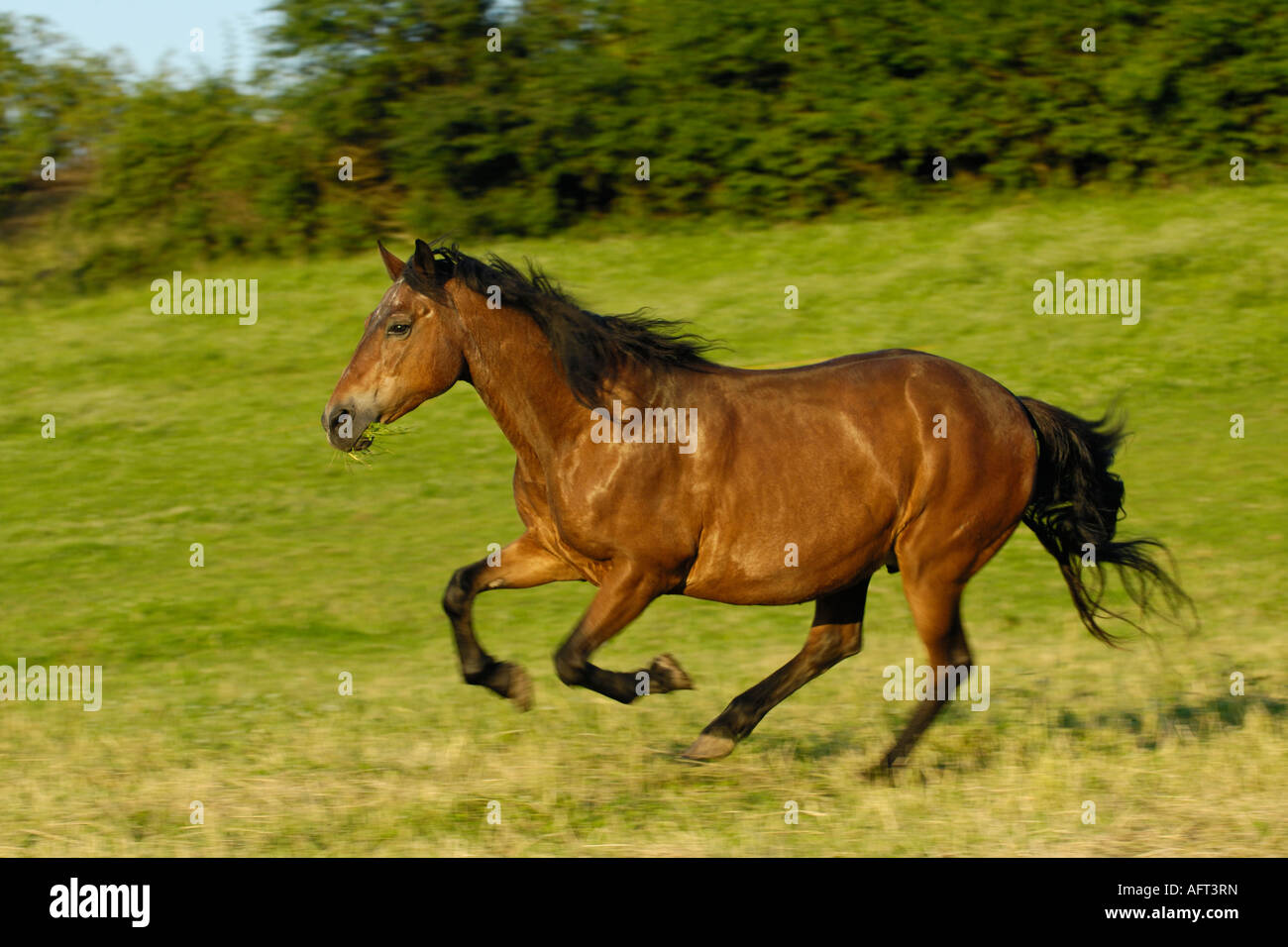 Galloping Connemara pony in the paddock in the evening Stock Photo