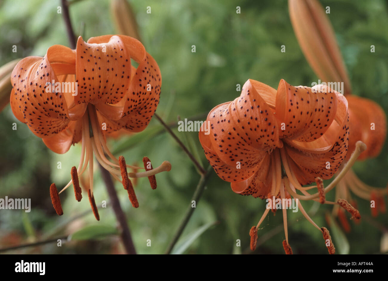 Lilium davidii. Division 9 Lily. Stock Photo