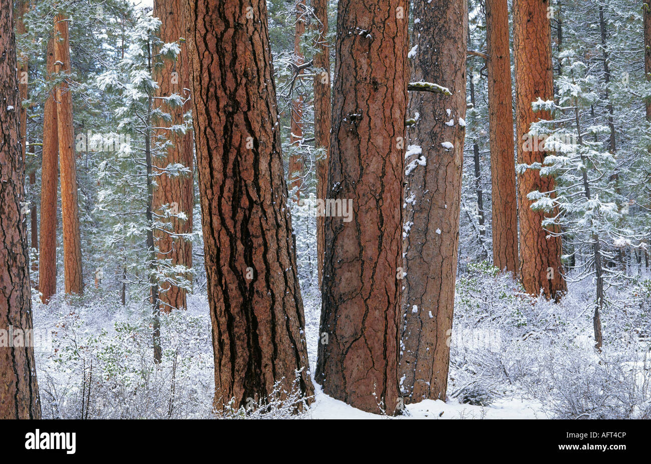 Giant ponderosa pine trees covered with a winter snow near Black Butte in the central Oregon Cascades near Sisters Stock Photo