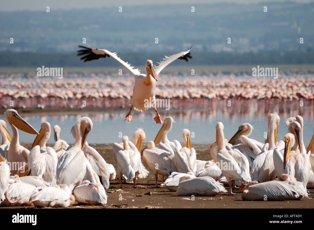 White Pelican coming in to land on the shore line of Lake Nakuru Lake ...