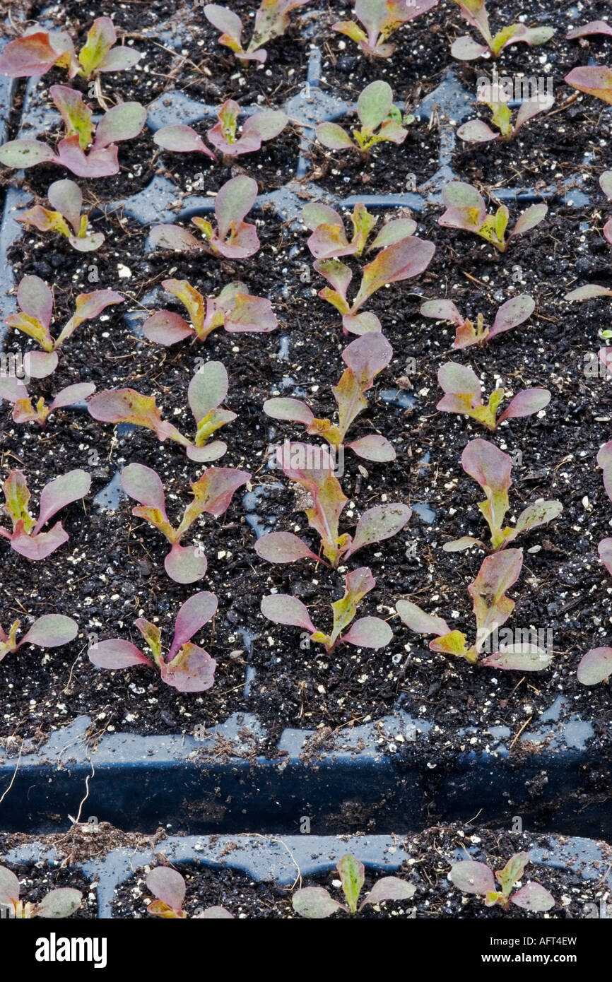 LETTUCE SEEDLINGS AT MONTAGUE ORGANIC GARDEN SOMERSET OWNED BY CHARLES