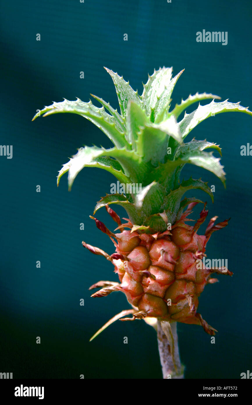 New Pineapple Plant New Growth Tropical Plant Stock Photo Alamy