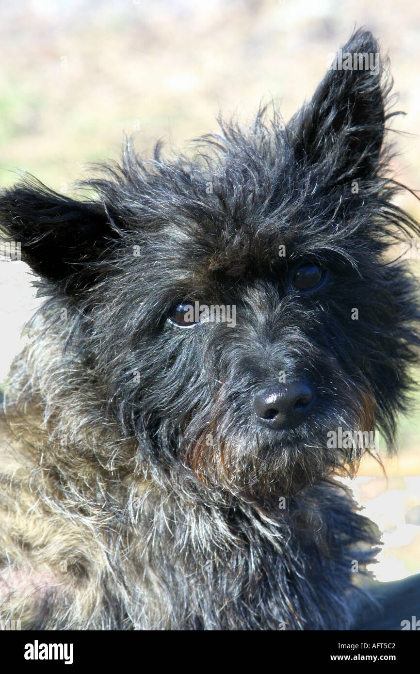 Small Breed Dog Carin Terrier ie Famous Wizard of Oz s Toto  Stock Photo