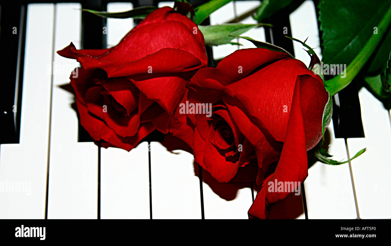 Two Roses on Piano Keys Symbolic Stock Photo - Alamy