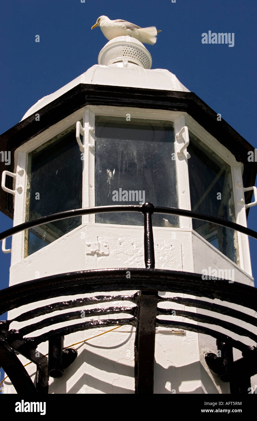 Bird perching on Smeatons Pier lighthouse,St Ives,Cornwall,England,UK Stock Photo